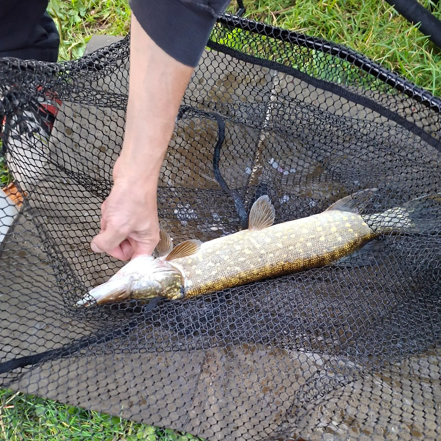 Northern pike caught on Fishbrain
