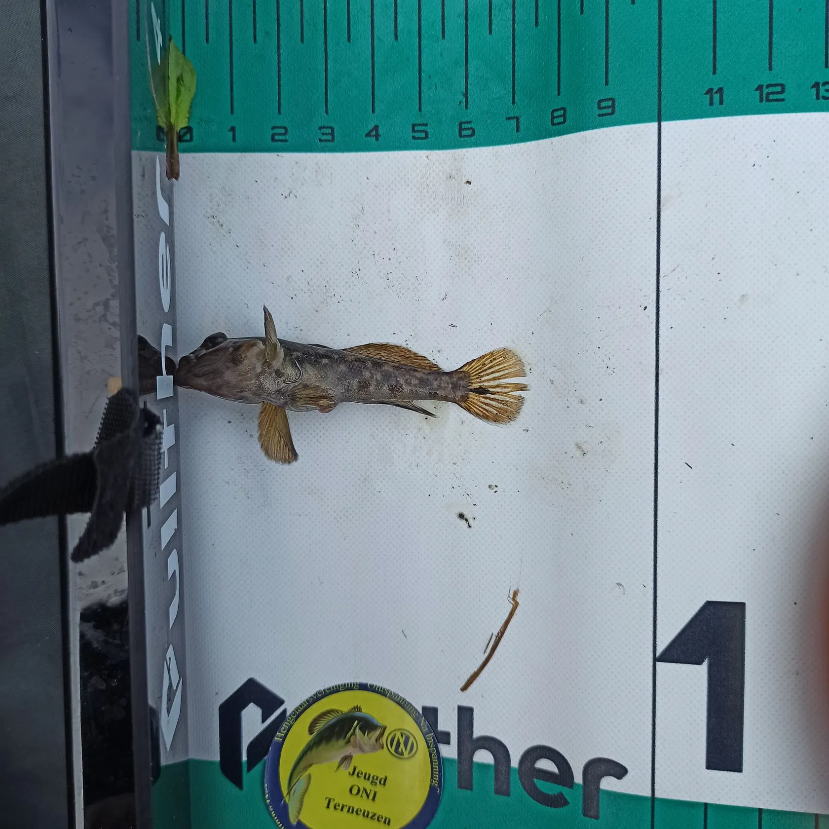 The most recent Round goby catches on Fishbrain