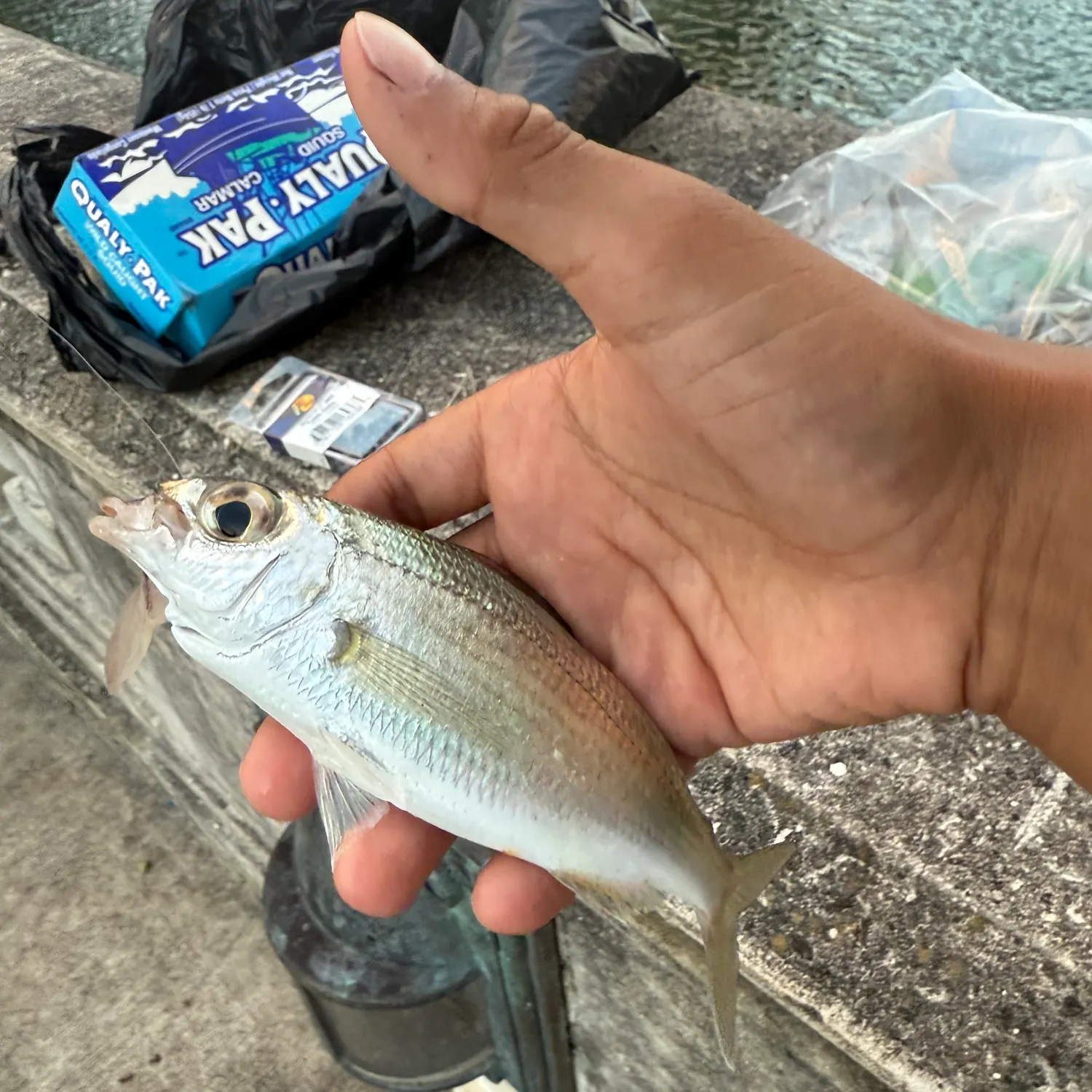 The most recent Tidewater mojarra catches on Fishbrain
