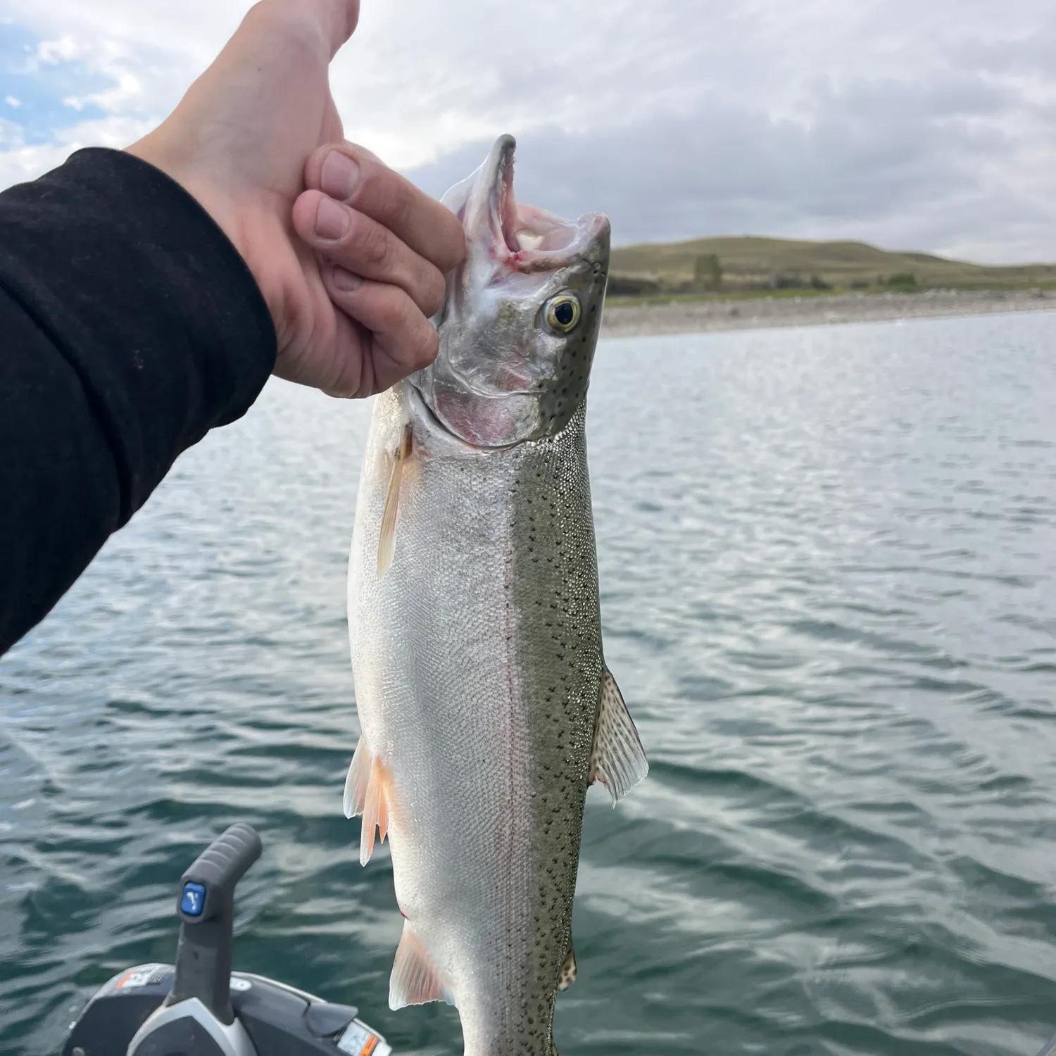 Rainbow trout caught on Fishbrain