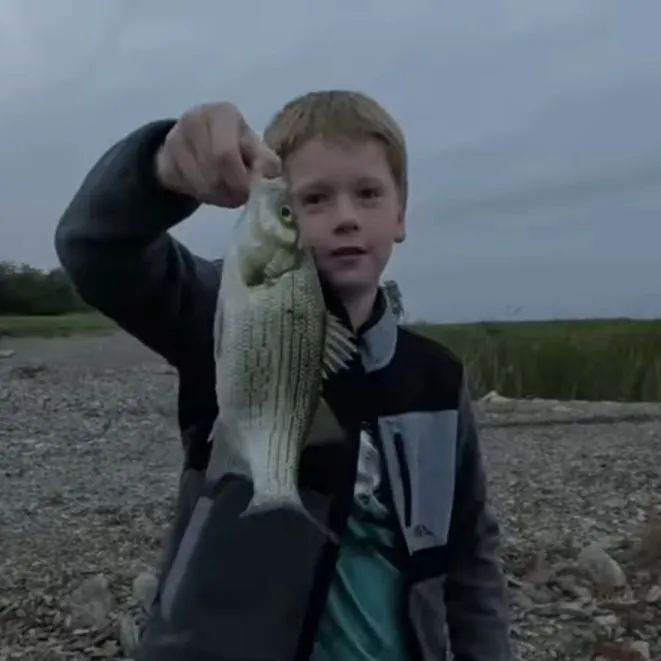 White bass caught on Fishbrain