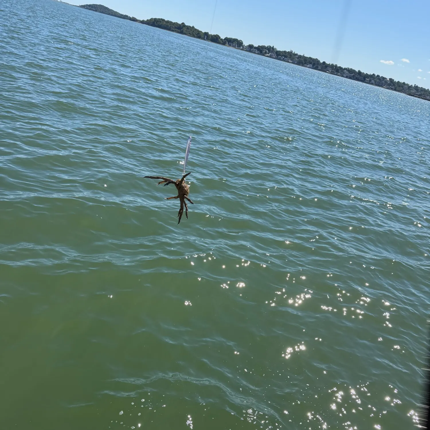 Green crab caught on Fishbrain