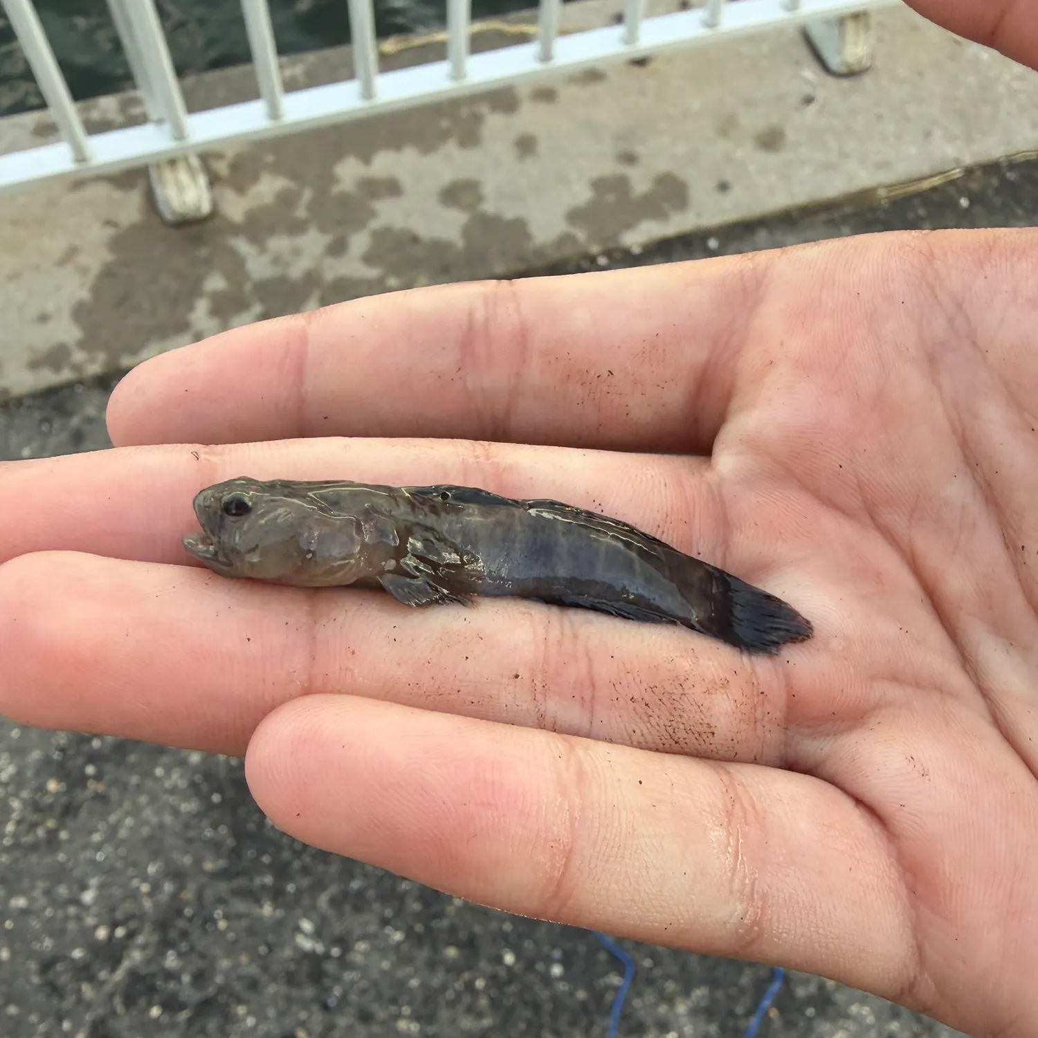 The most recent Naked goby catches on Fishbrain
