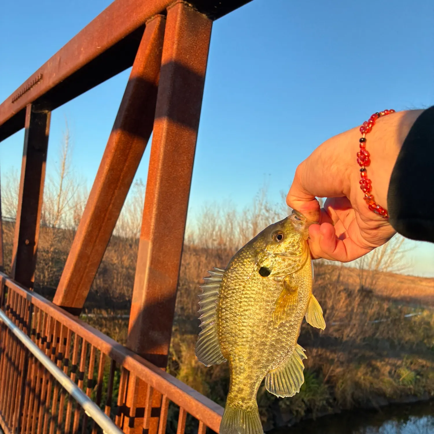 The most recent Redear sunfish catches on Fishbrain