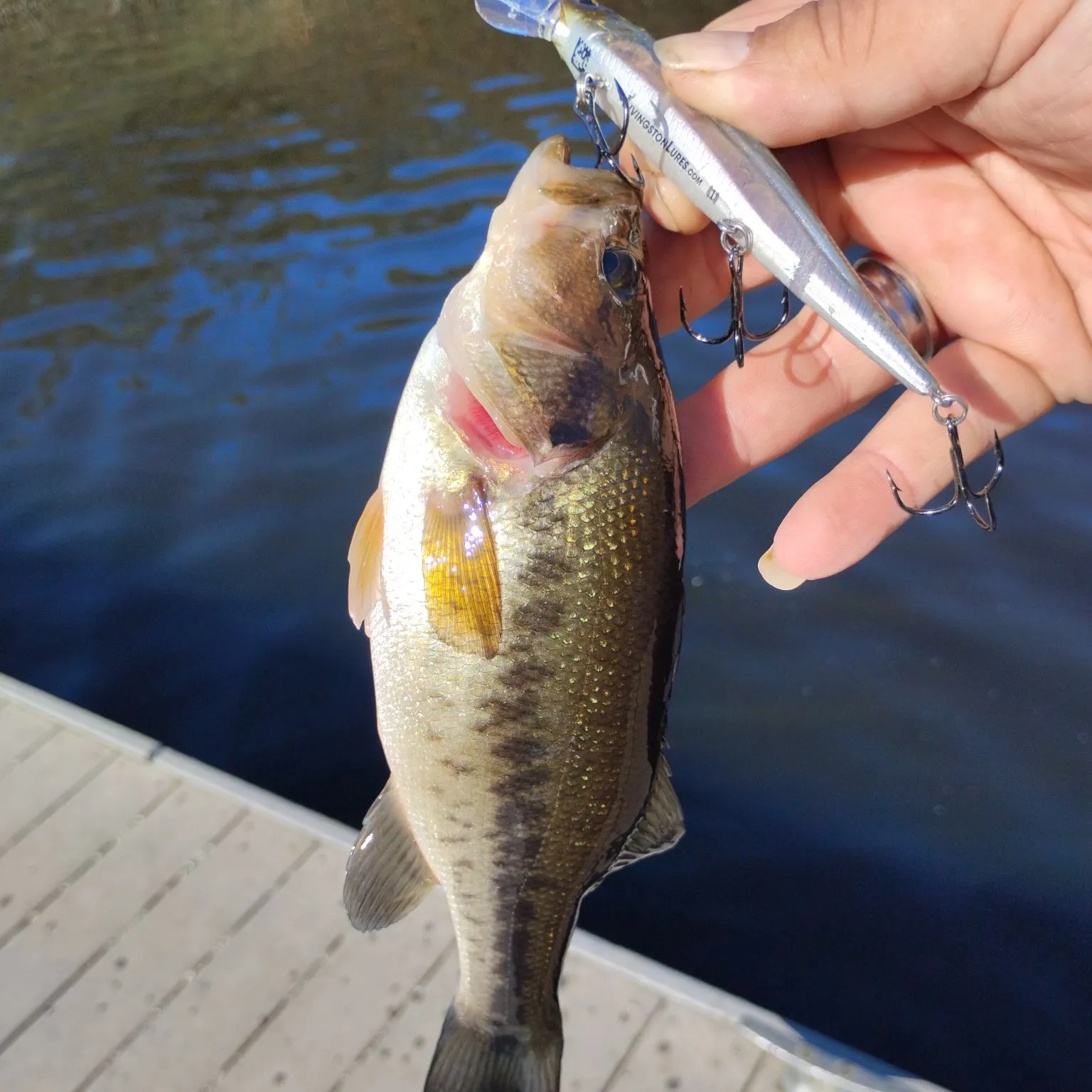 Largemouth bass caught on Fishbrain