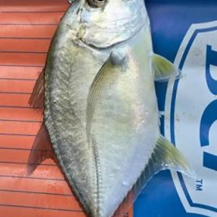 The most recent Giant trevally catches on Fishbrain