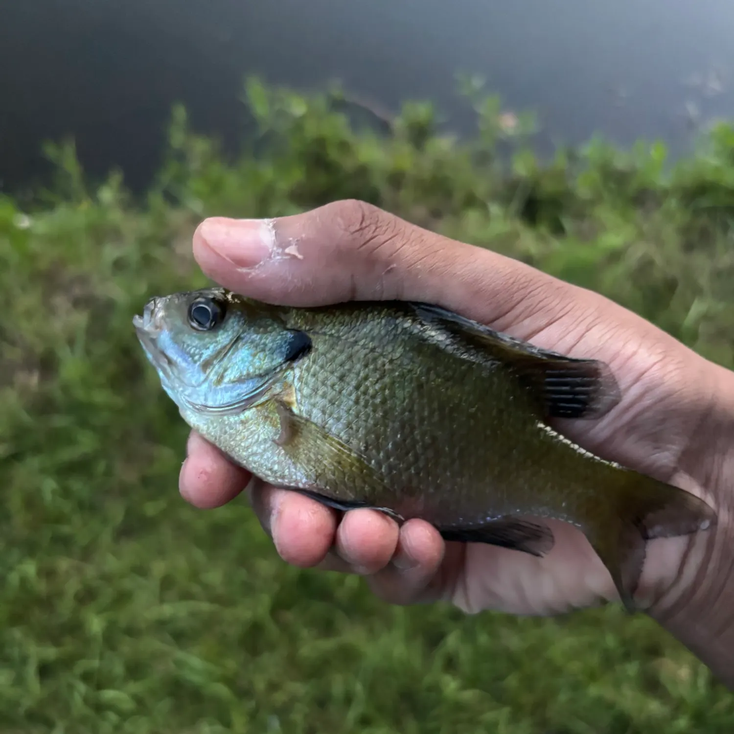 Bluegill caught on Fishbrain