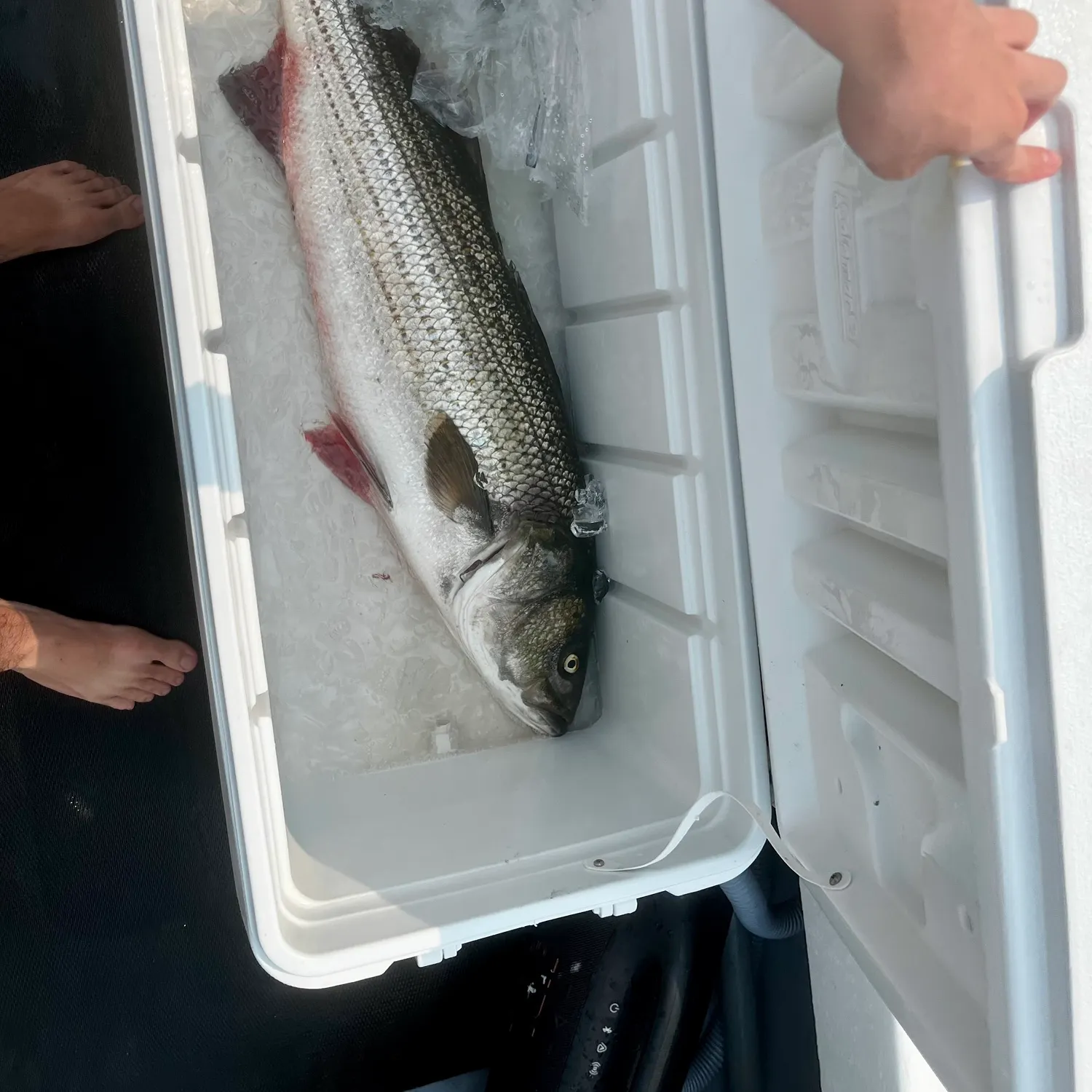 catch