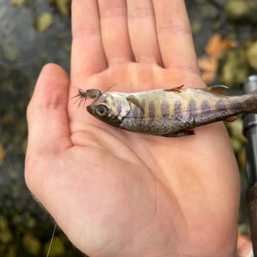 Fish caught on Fishbrain
