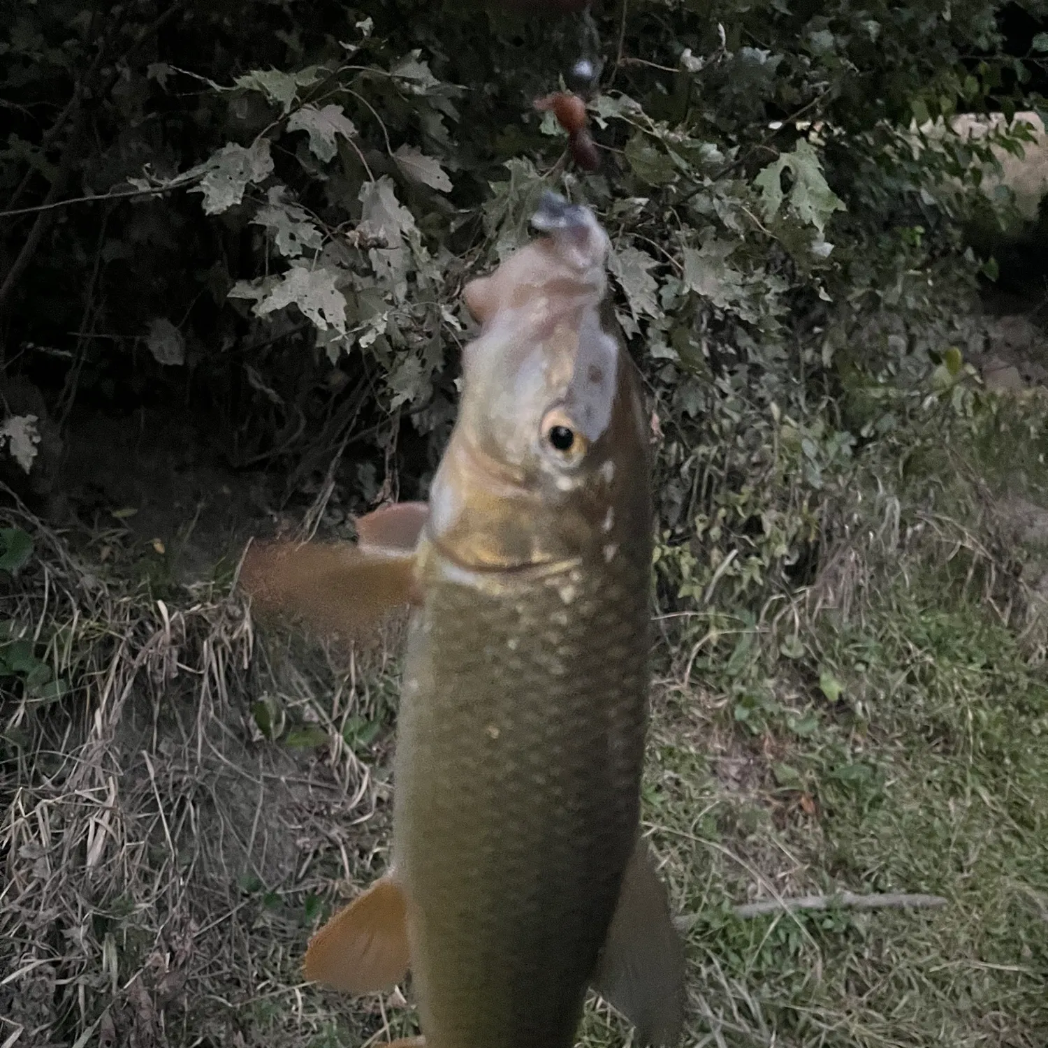 Fish caught on Fishbrain