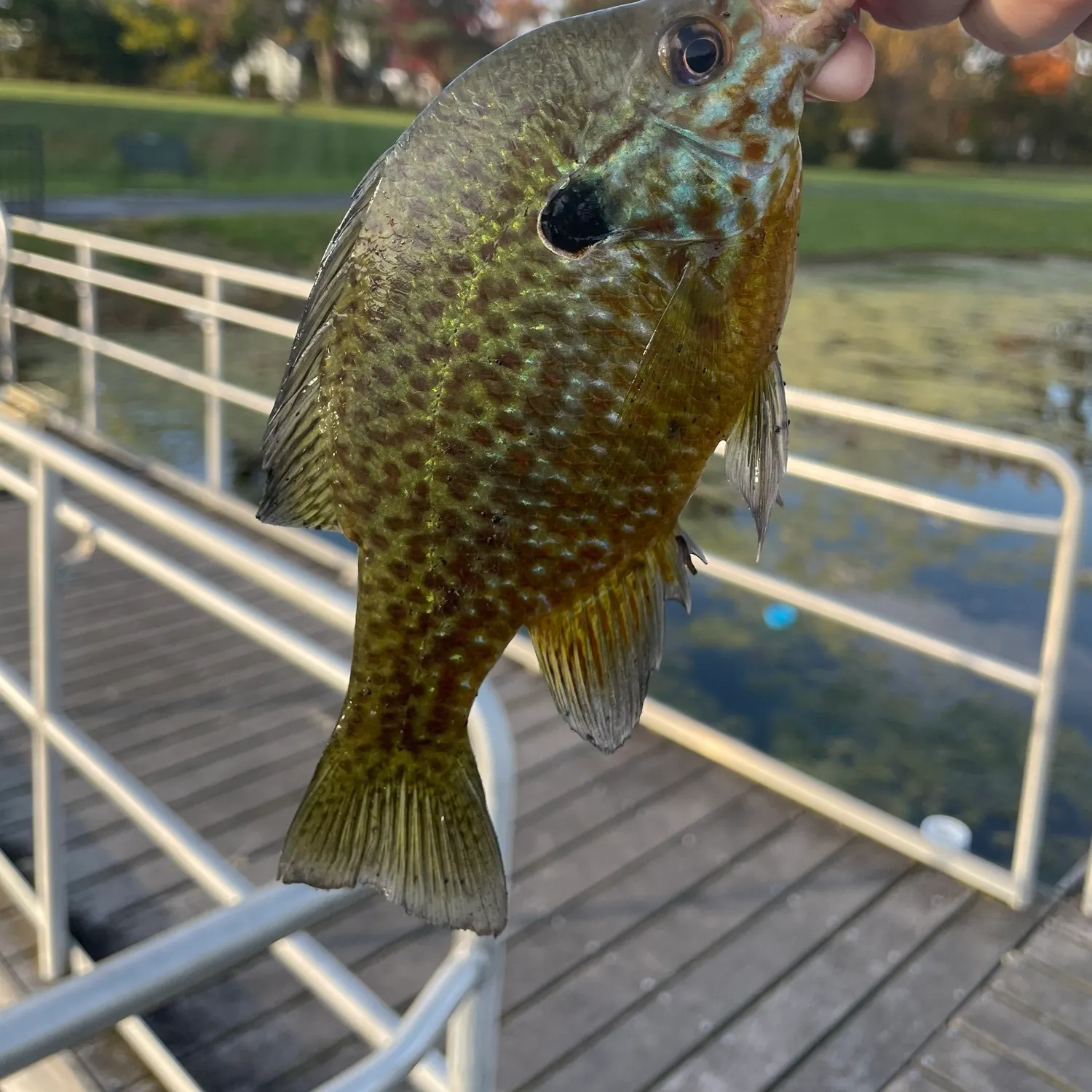Pumpkinseed caught on Fishbrain