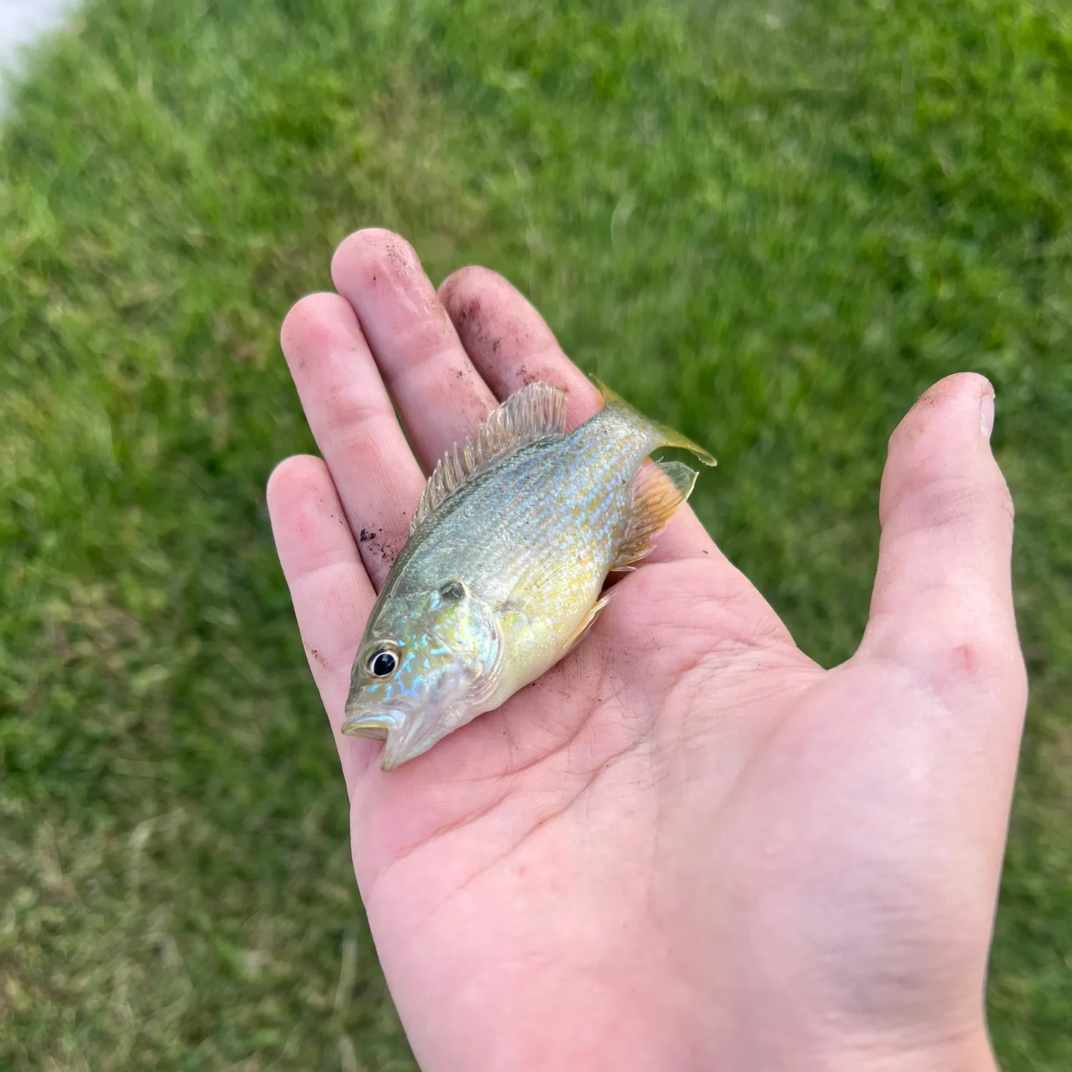 Greengill hybrid caught on Fishbrain