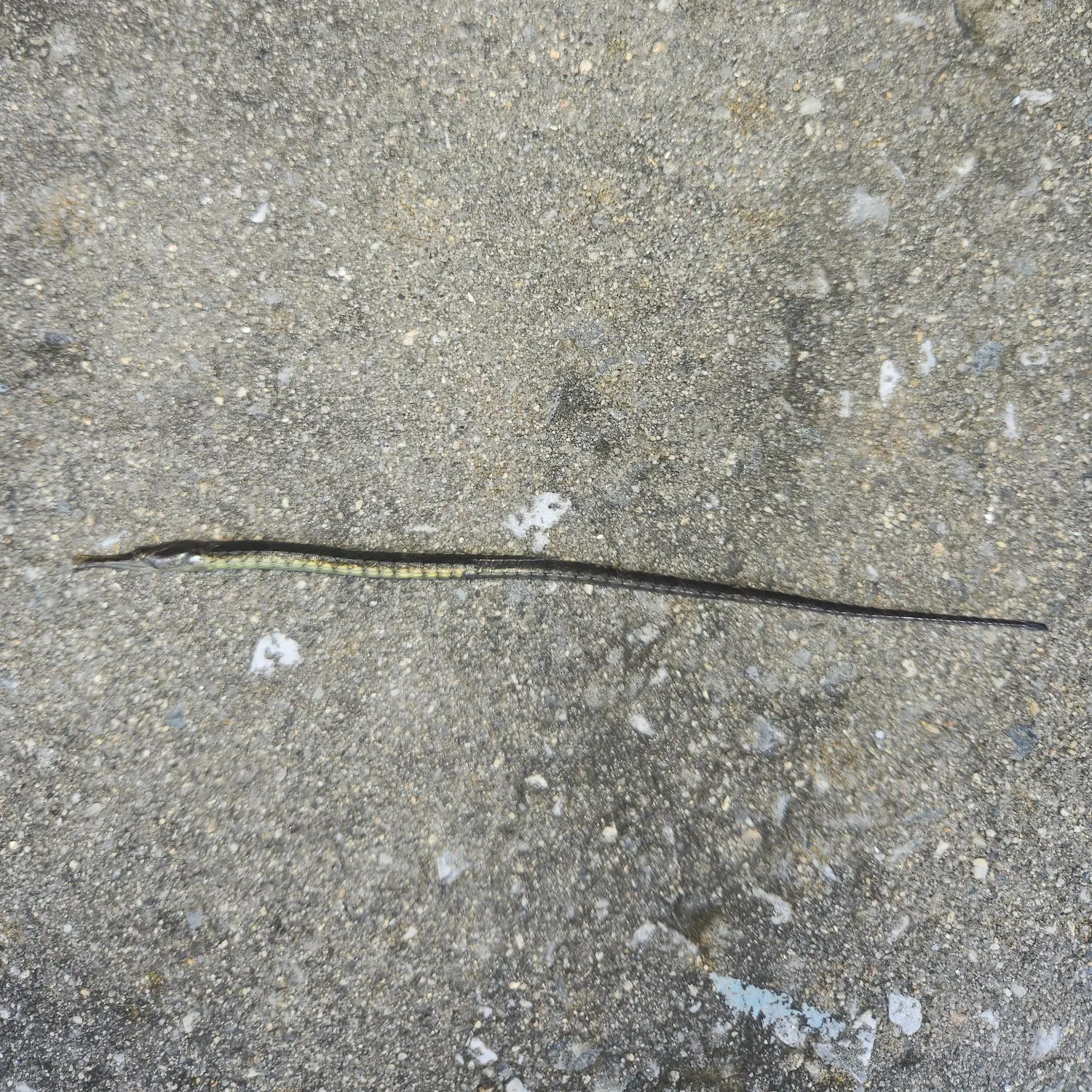 Northern pipefish caught on Fishbrain