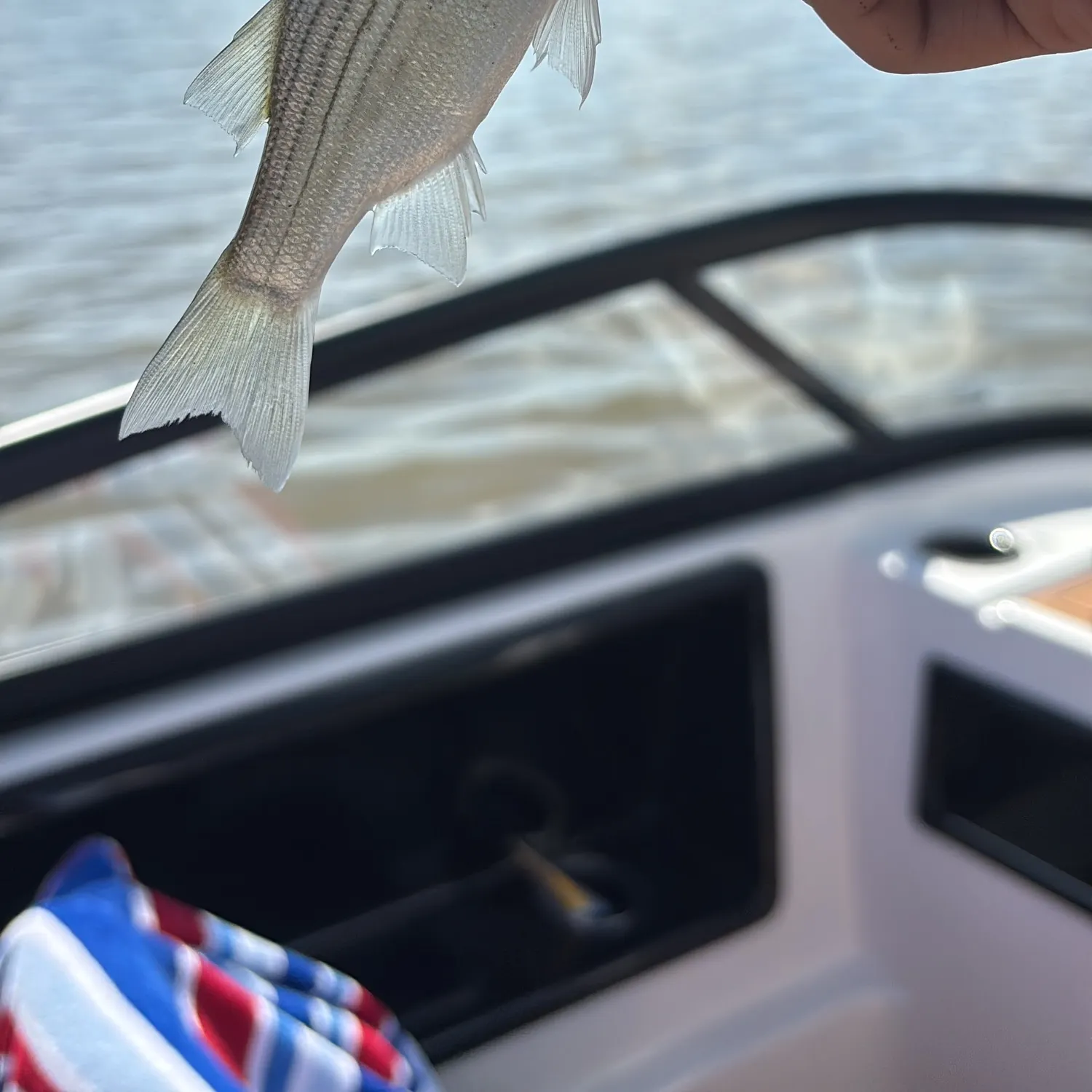 White bass caught on Fishbrain