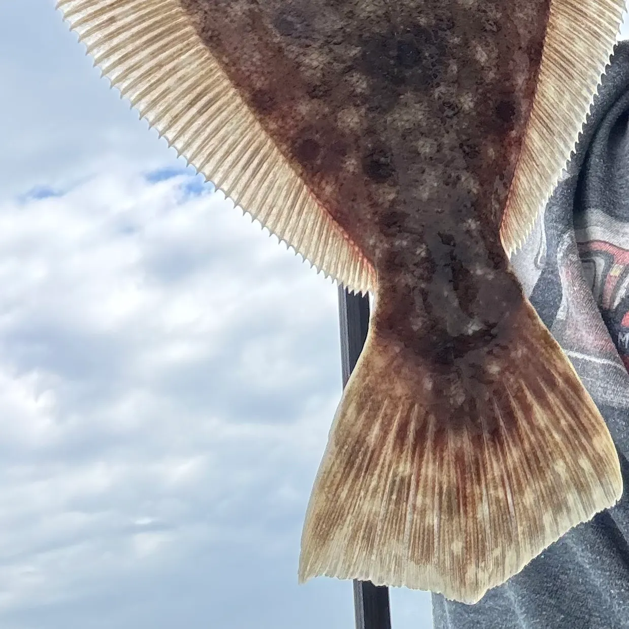 Summer flounder caught on Fishbrain