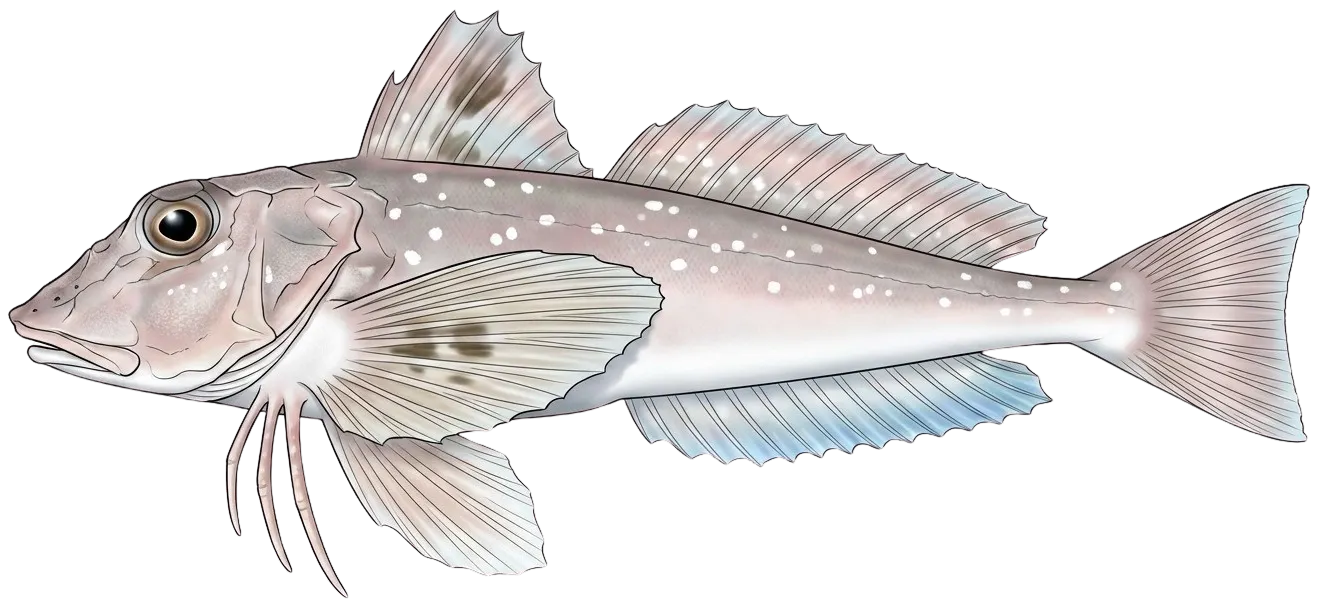 Grey gurnard