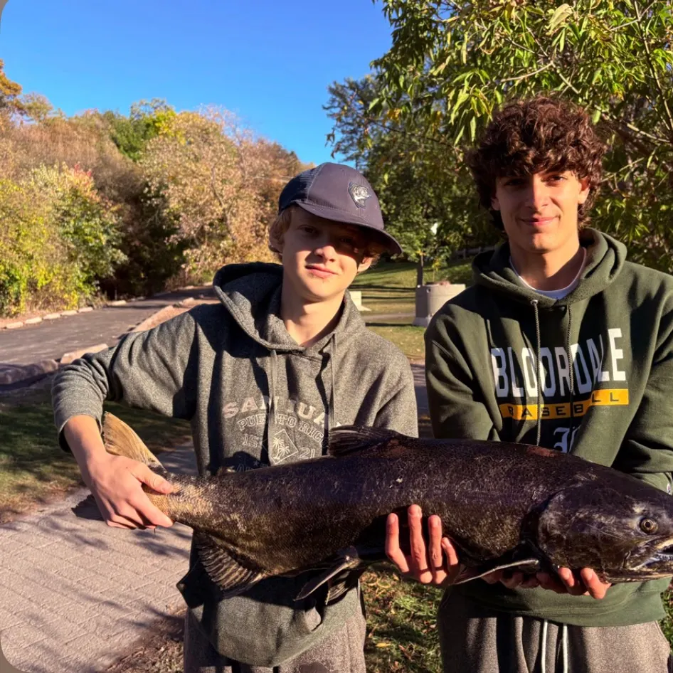Chinook salmon caught on Fishbrain