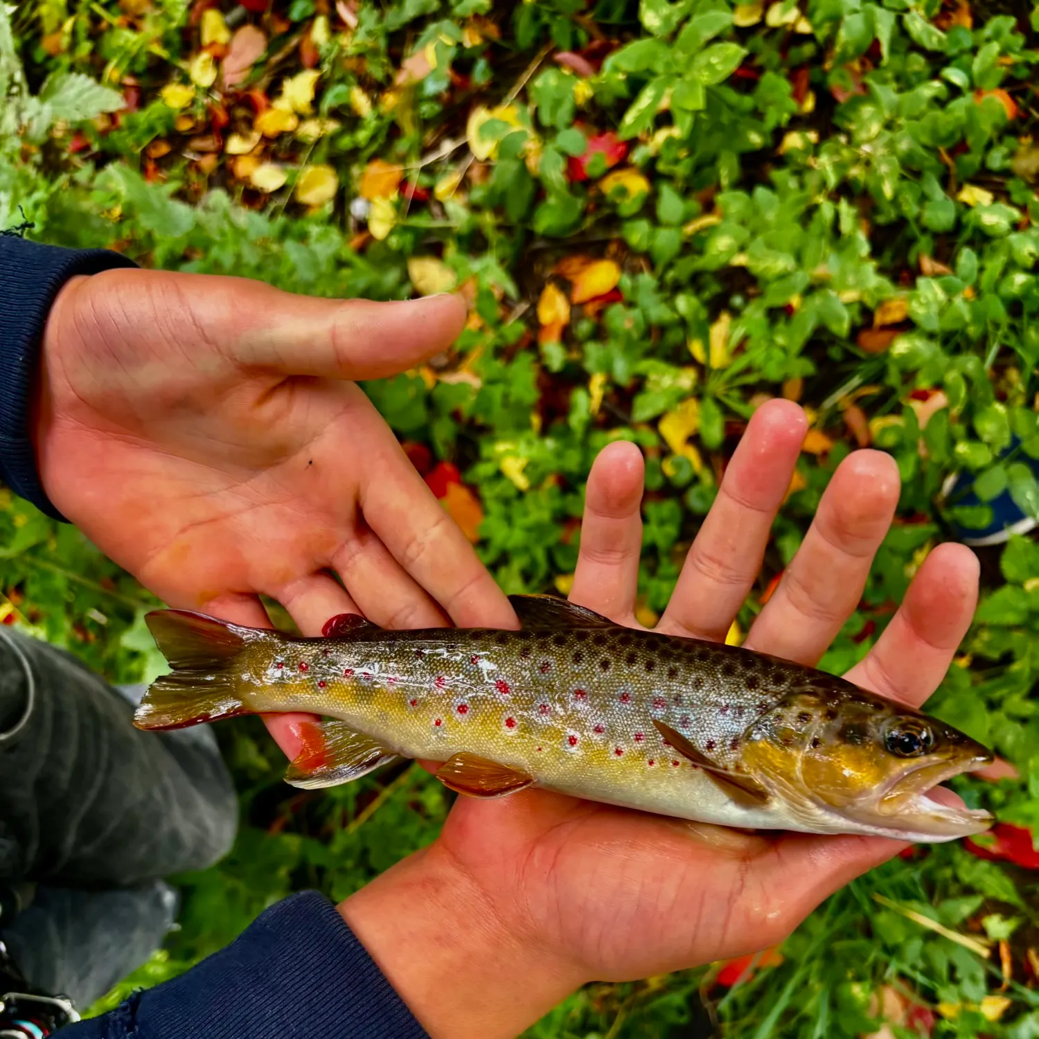 Brown trout caught on Fishbrain
