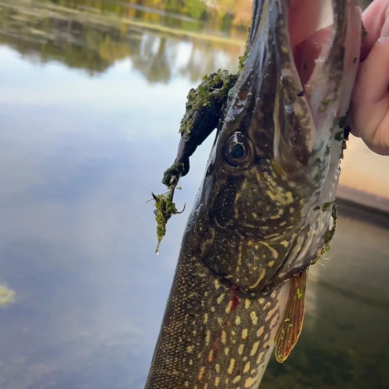 Northern pike caught on Fishbrain