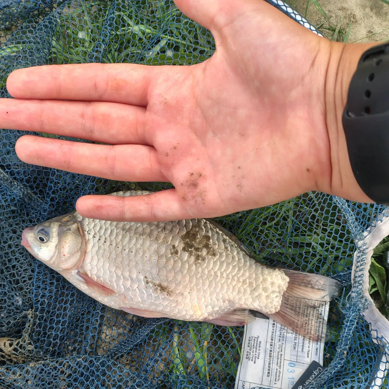 Prussian carp caught on Fishbrain