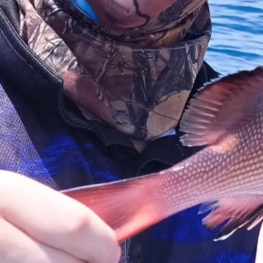 The most recent Pacific goliath grouper catches on Fishbrain