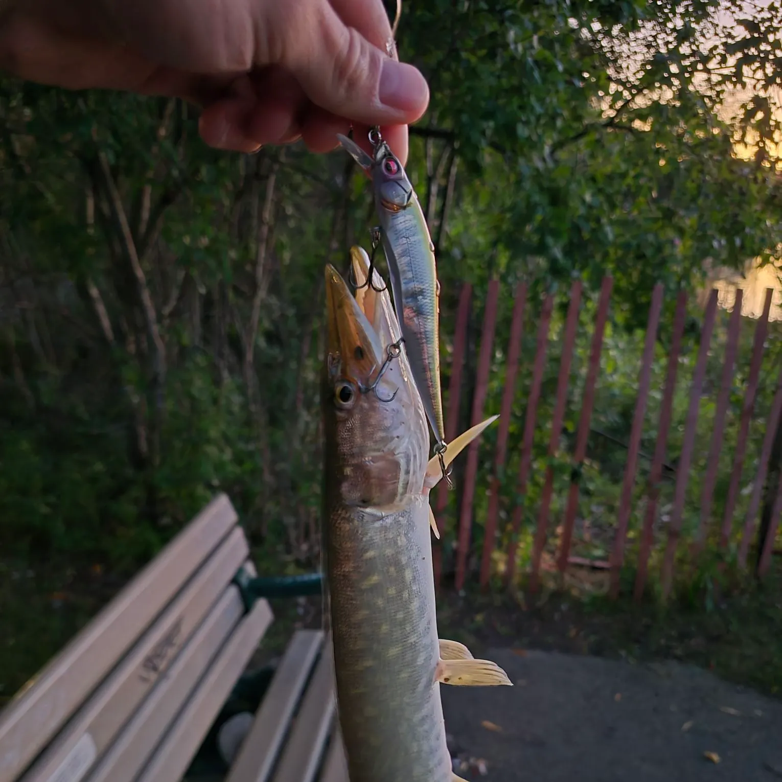 Northern pike caught on Fishbrain
