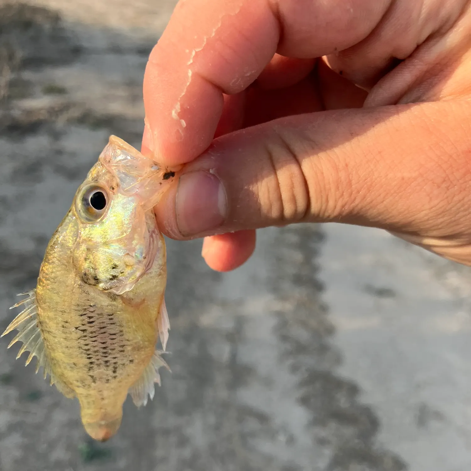 The most recent Wargill hybrid catches on Fishbrain