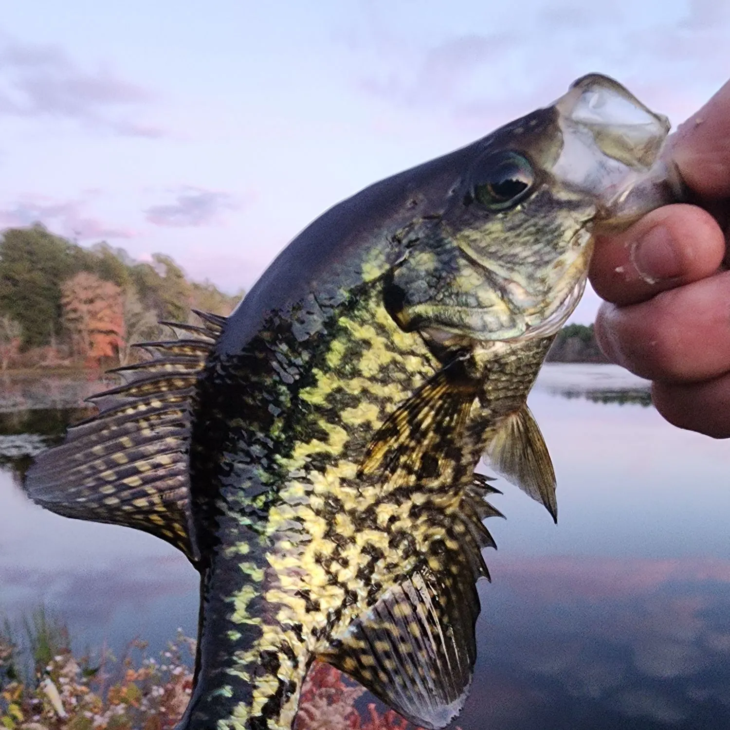Black crappie caught on Fishbrain