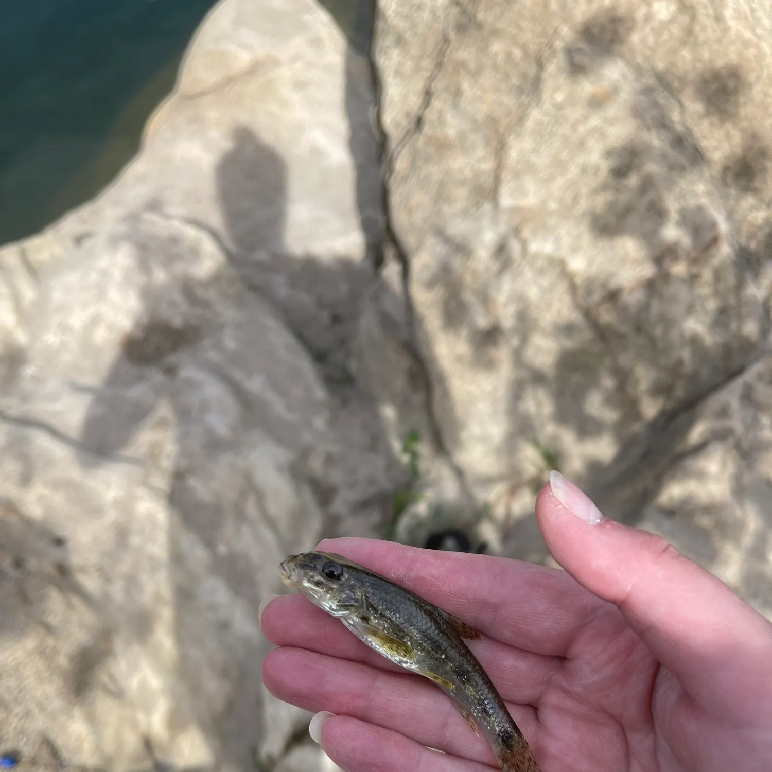 most liked catch image