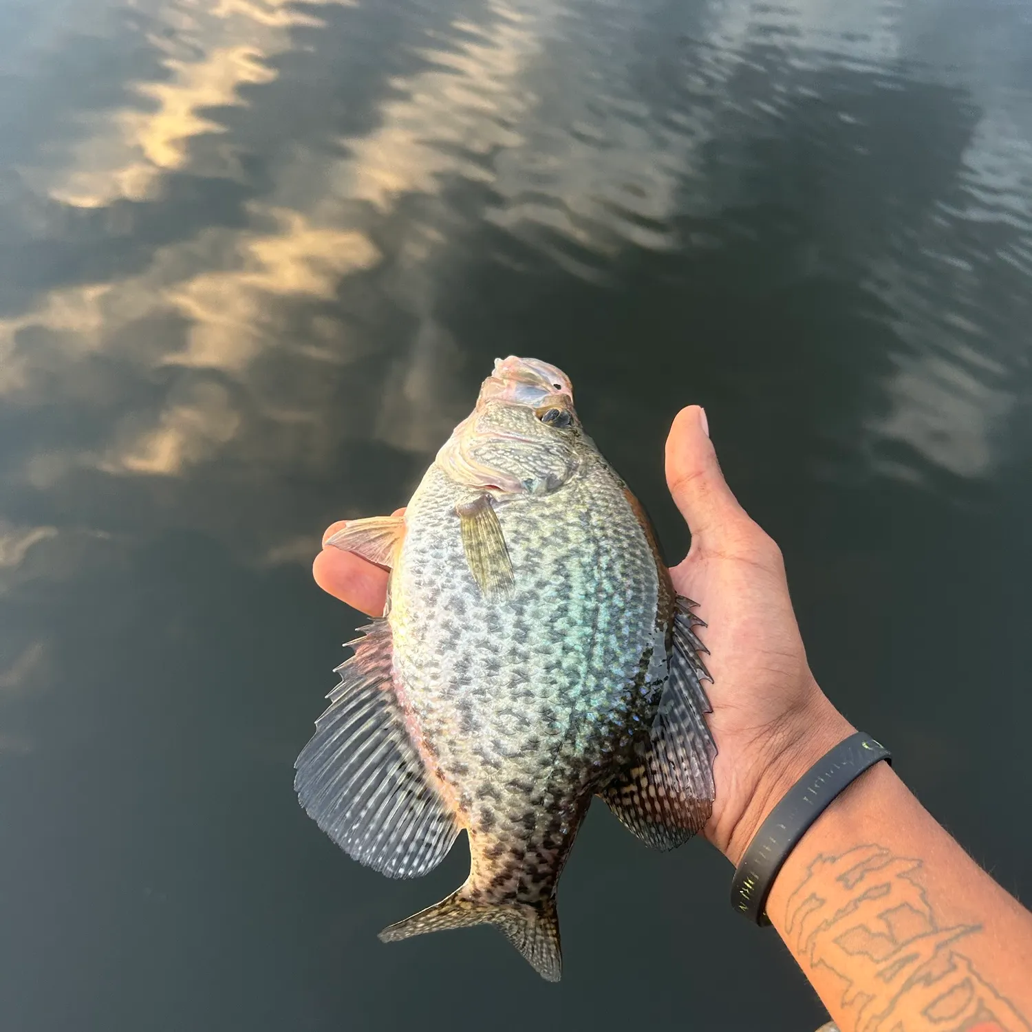 Black crappie caught on Fishbrain