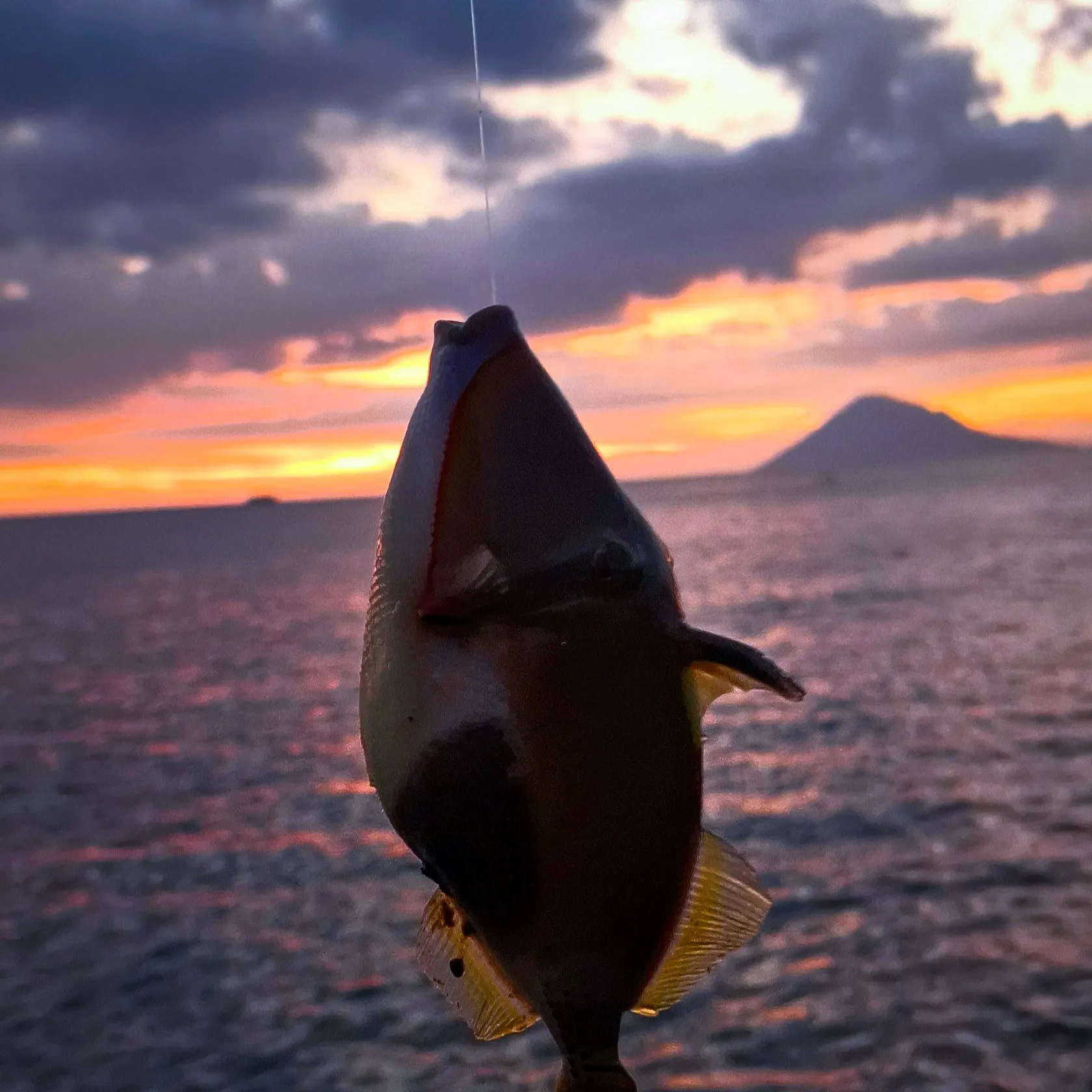 The most recent Blackbelly triggerfish catches on Fishbrain