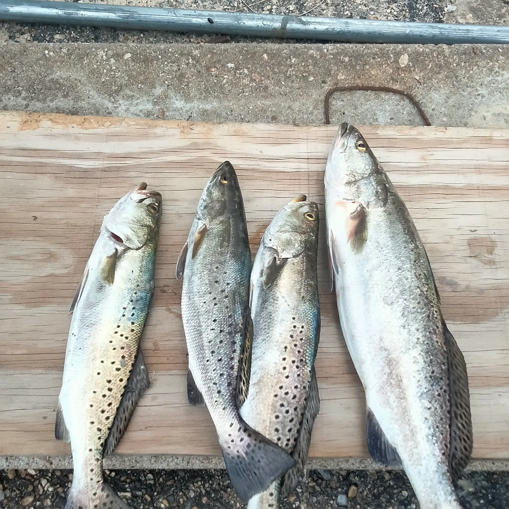 recently logged catches