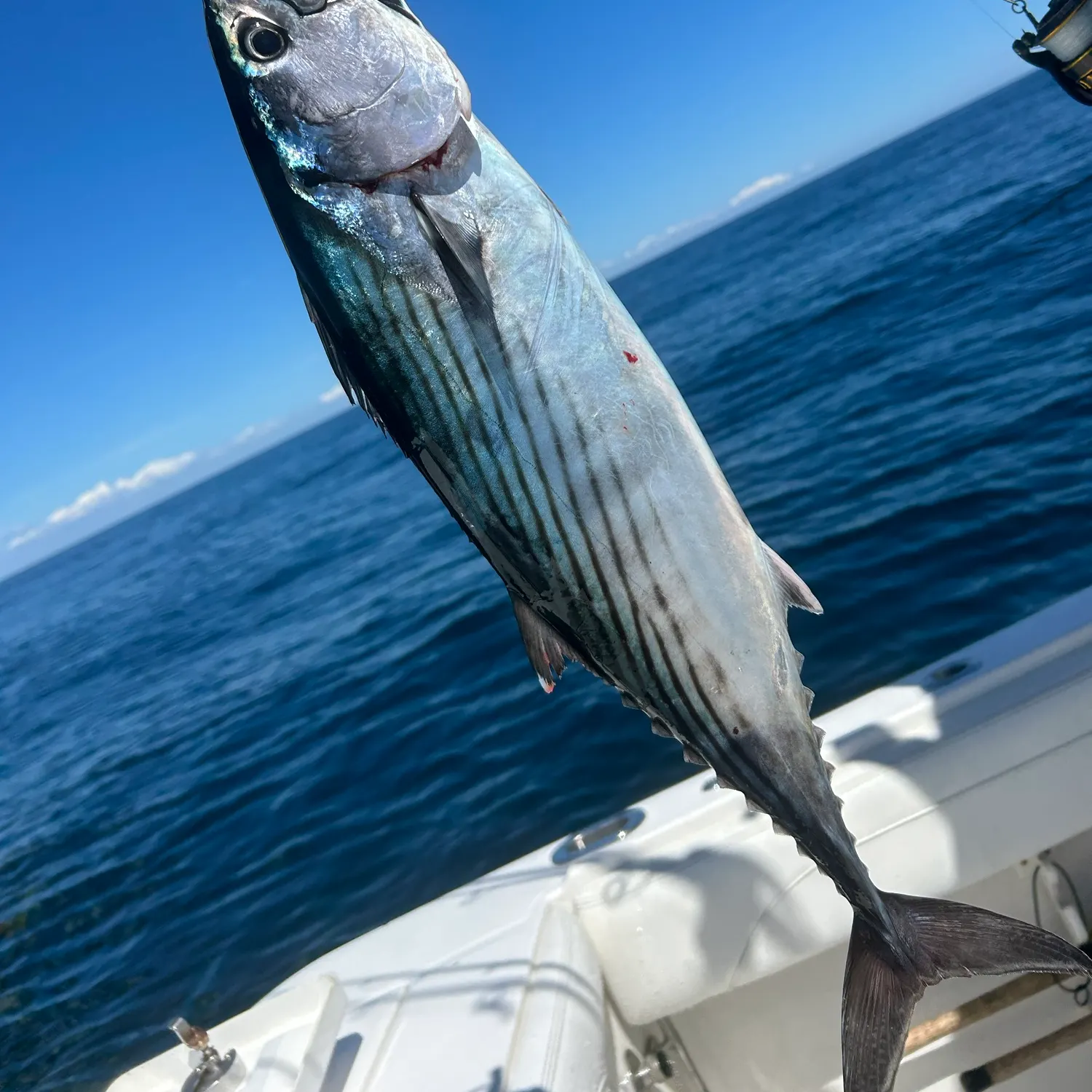 Atlantic bonito caught on Fishbrain