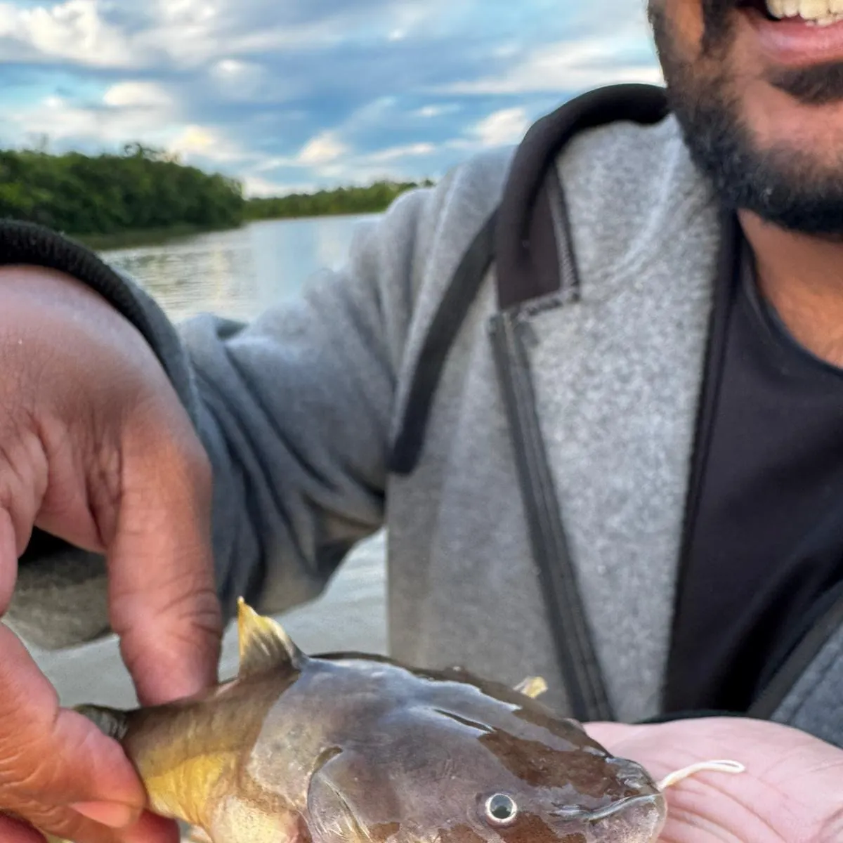 The most recent Stonecat catches on Fishbrain
