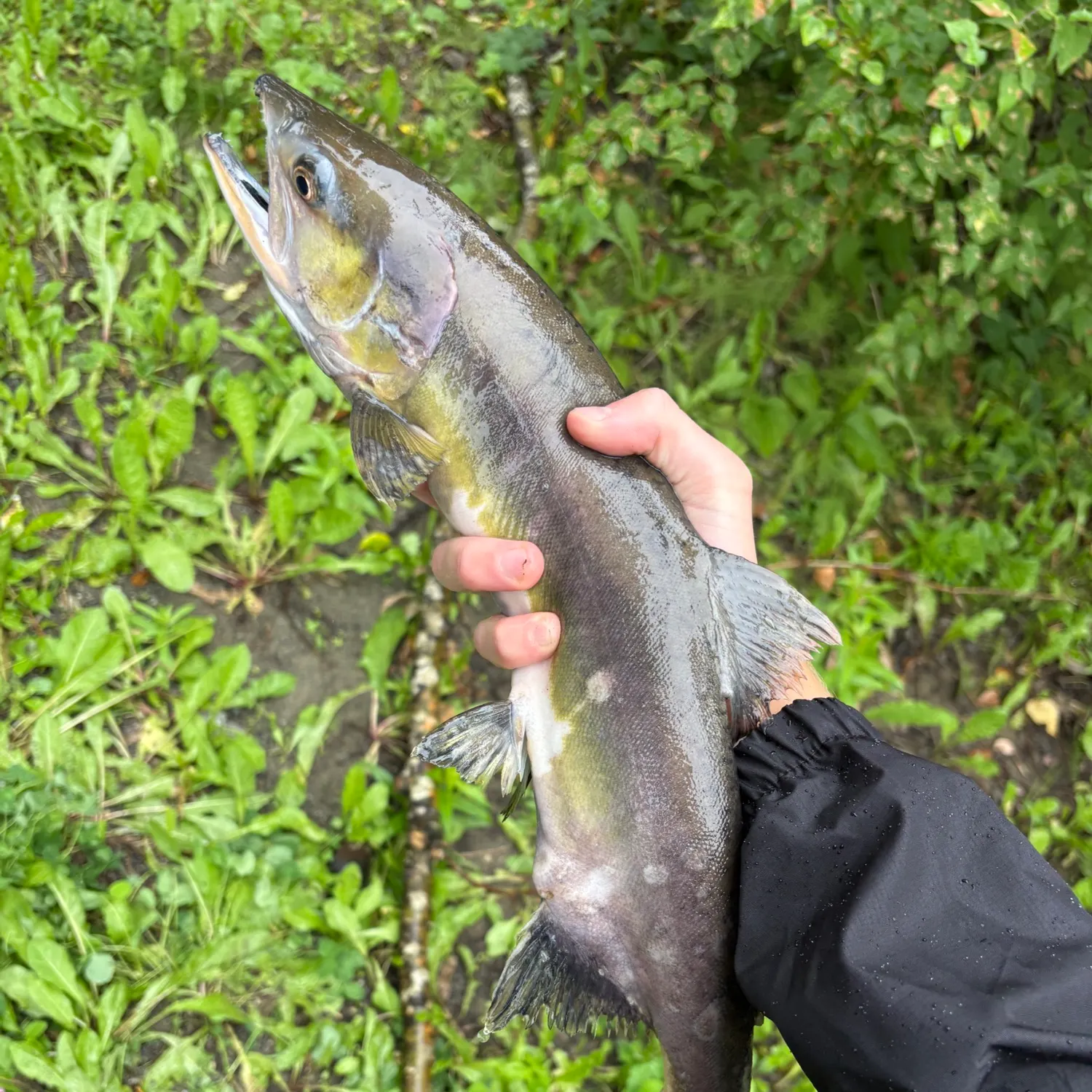 Chum salmon caught on Fishbrain