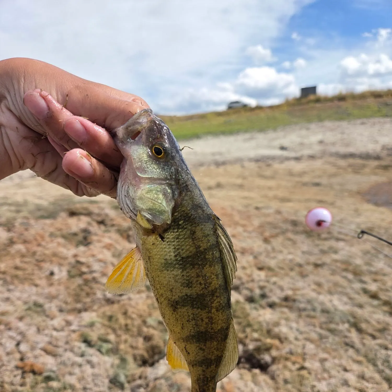 Yellow perch caught on Fishbrain