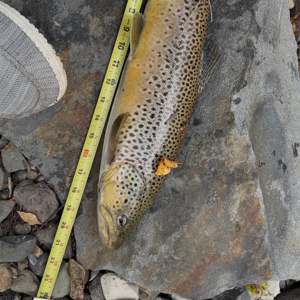 Brown trout caught on Fishbrain