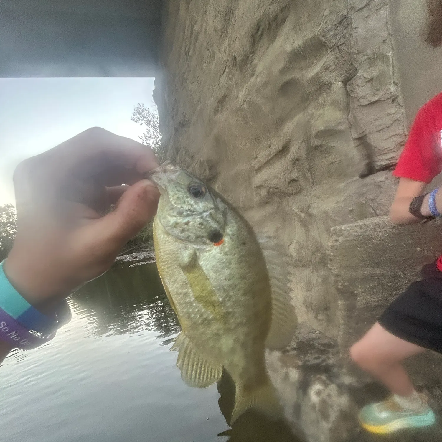 Redear sunfish caught on Fishbrain