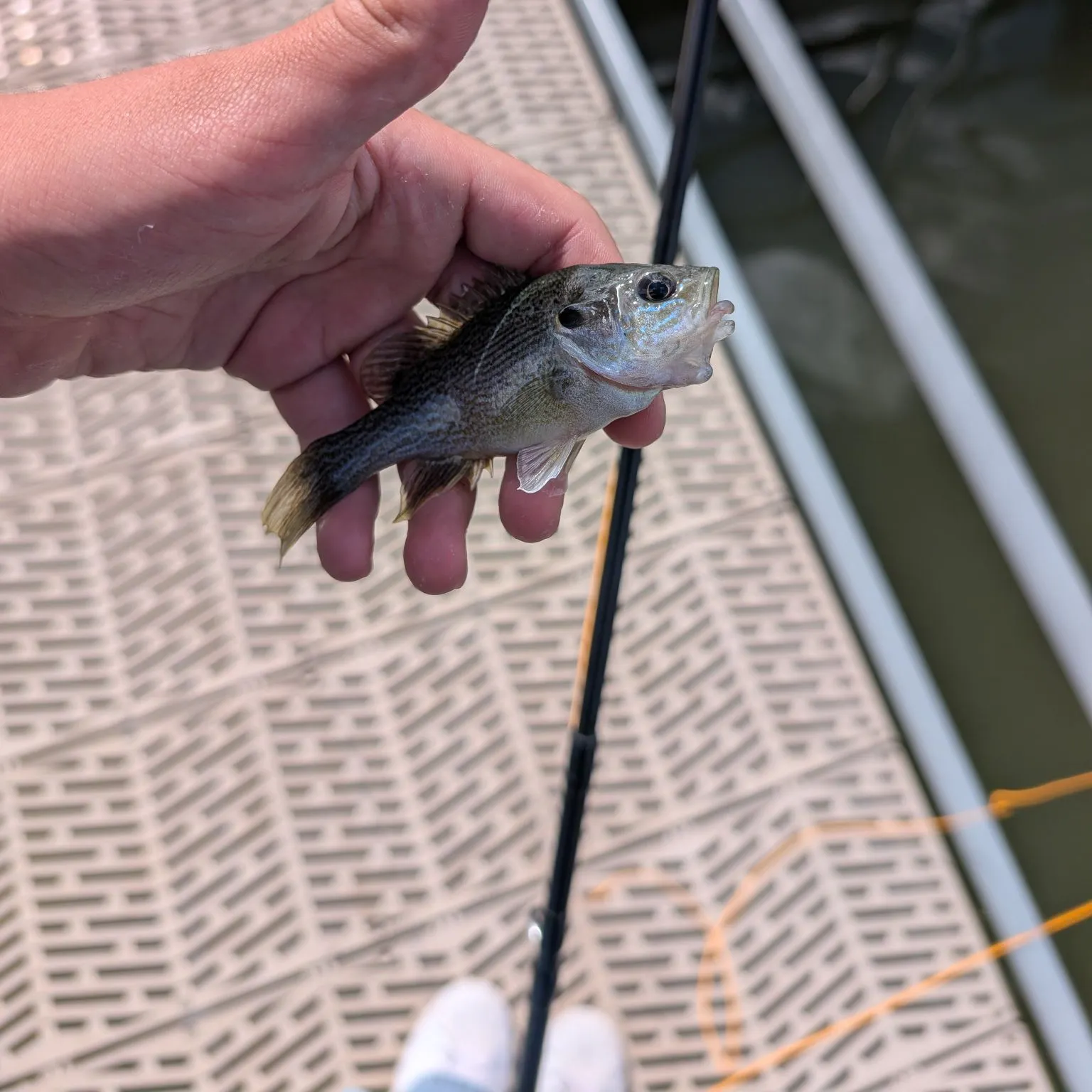 Green sunfish caught on Fishbrain
