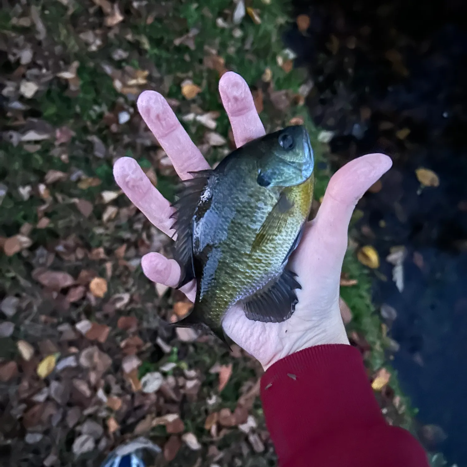 Bluegill caught on Fishbrain