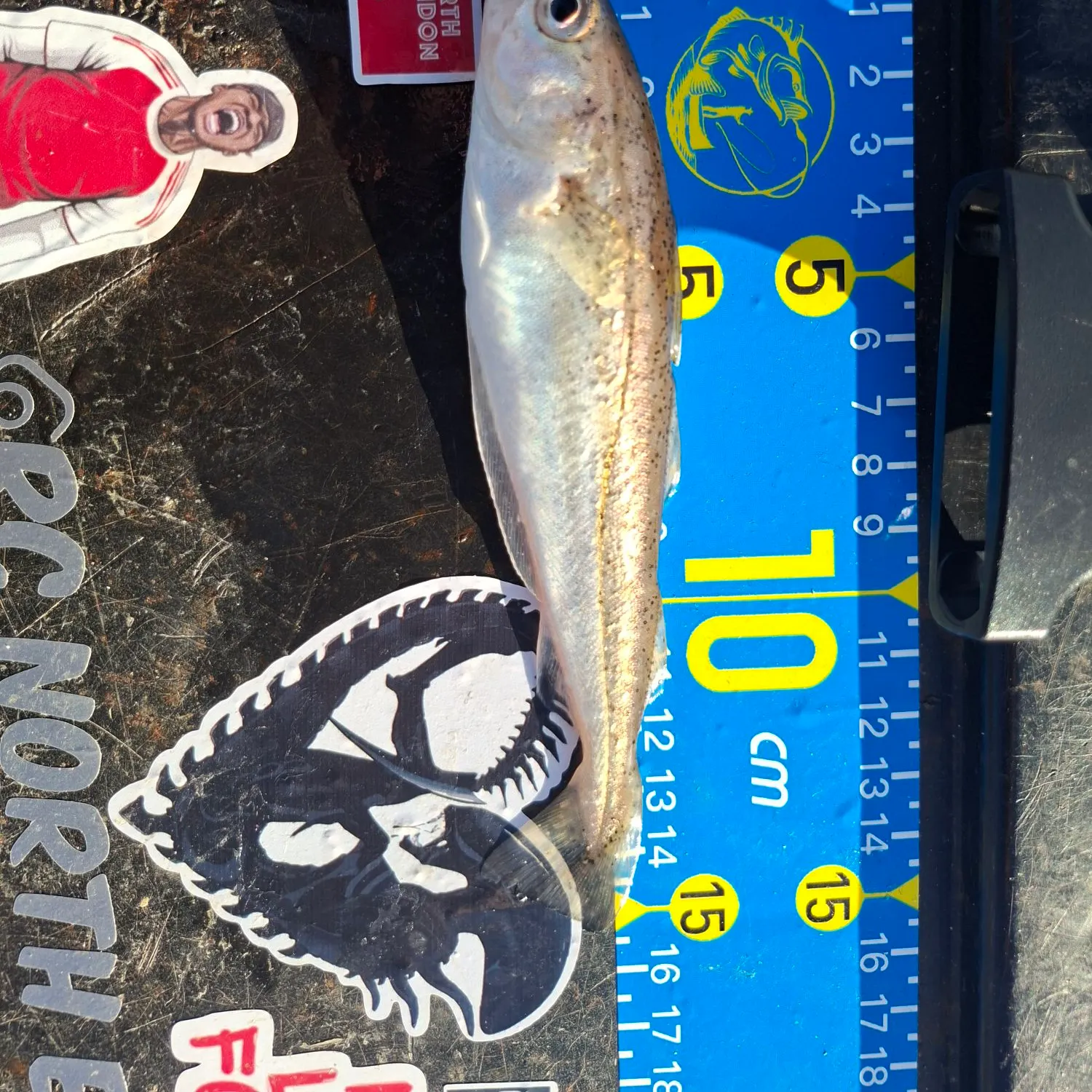 Whiting caught on Fishbrain