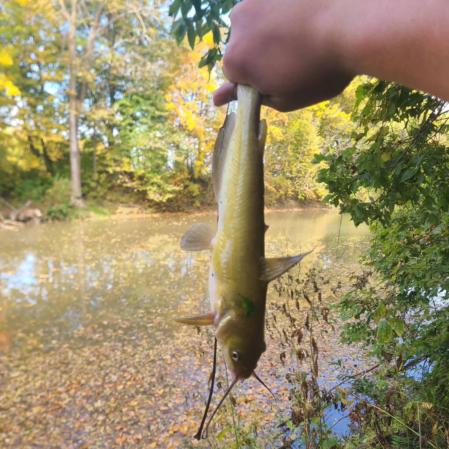 Channel catfish caught on Fishbrain