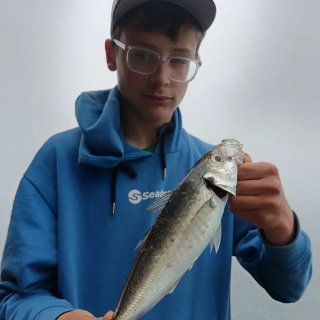 The most recent Atlantic horse mackerel catches on Fishbrain