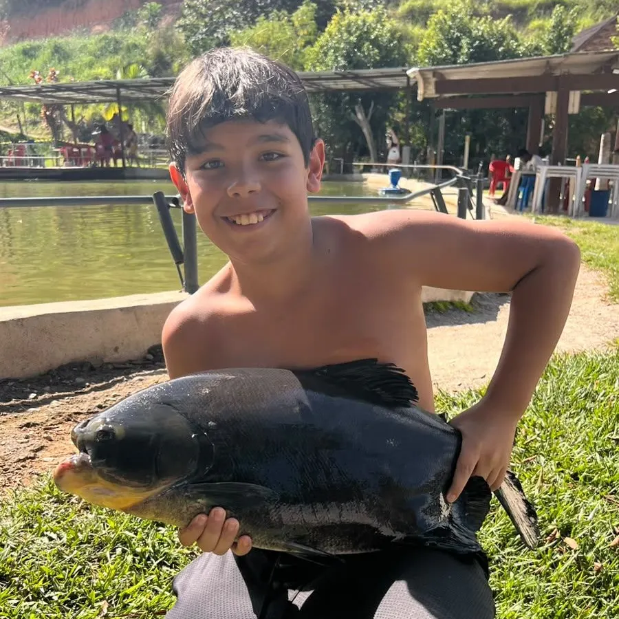 The most recent Black pacu catches on Fishbrain