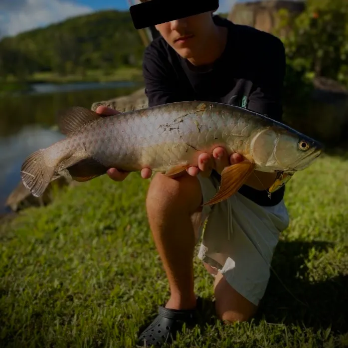 The most recent Spotted bonytongue catches on Fishbrain