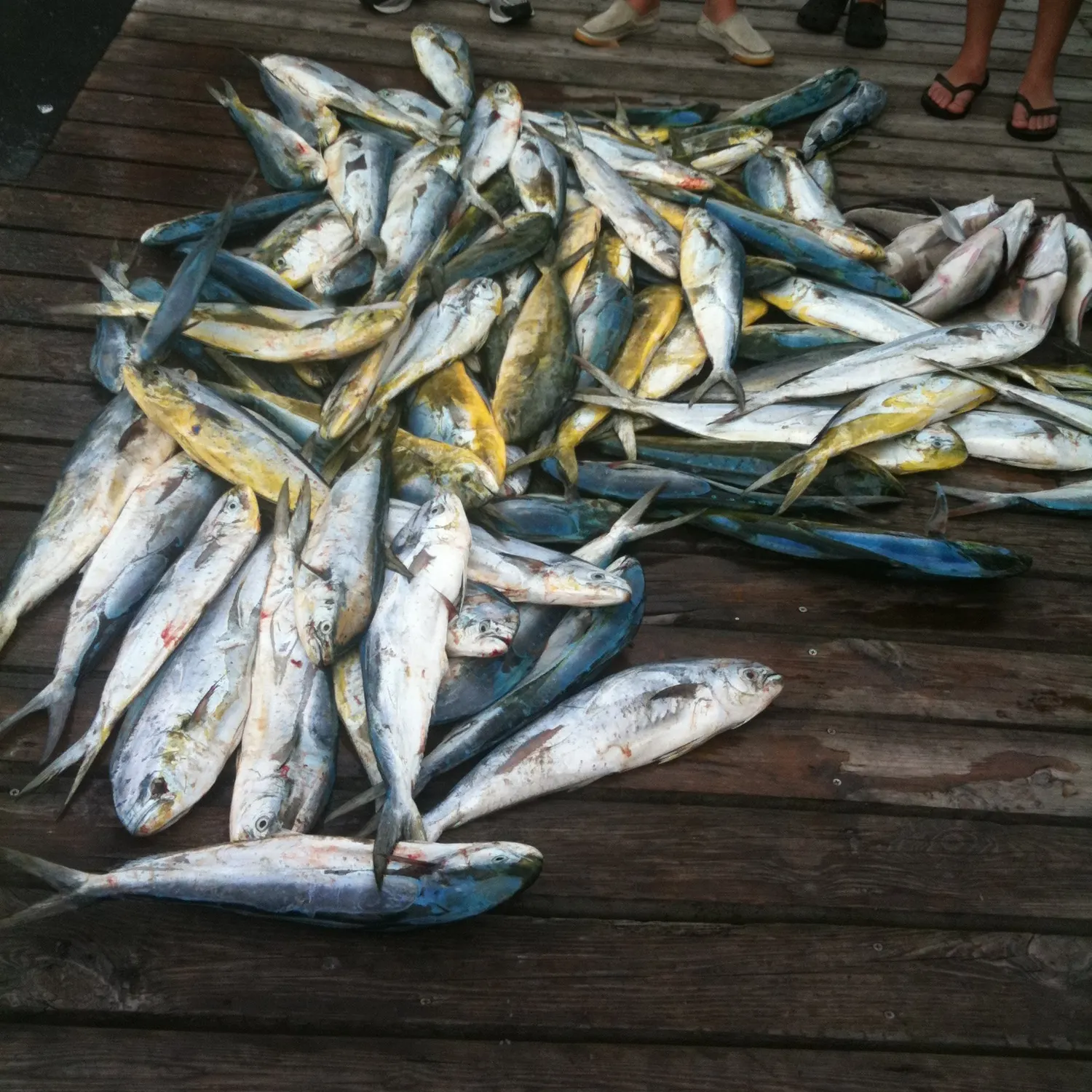 The most recent Atlantic herring catches on Fishbrain