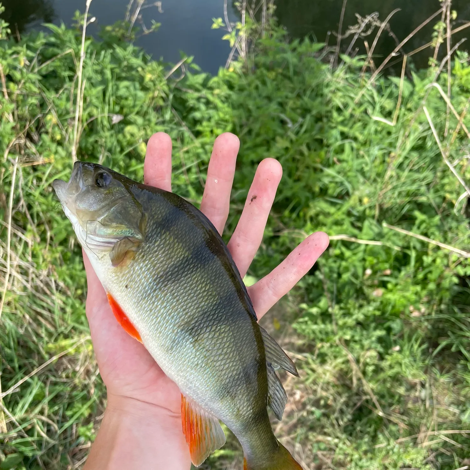 European perch caught on Fishbrain
