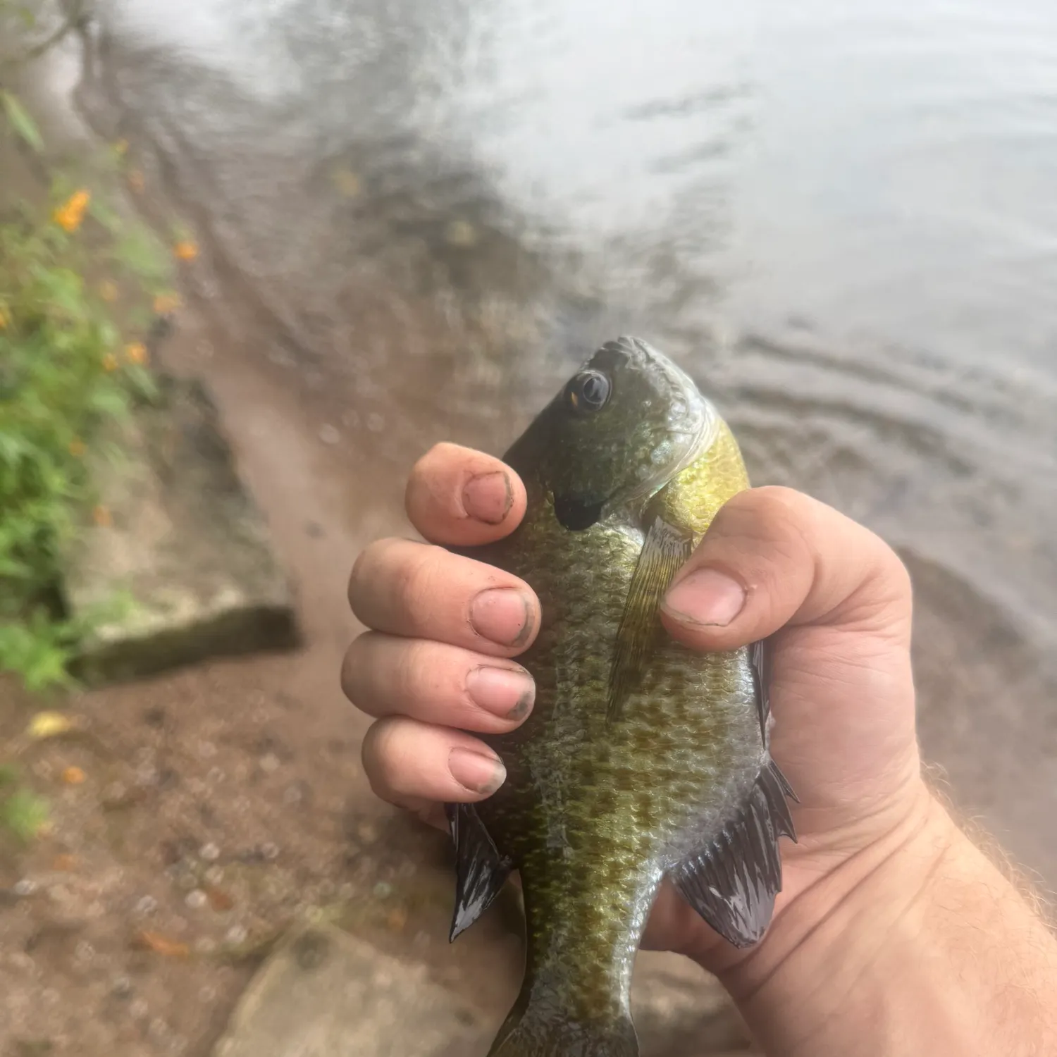 Bluegill caught on Fishbrain