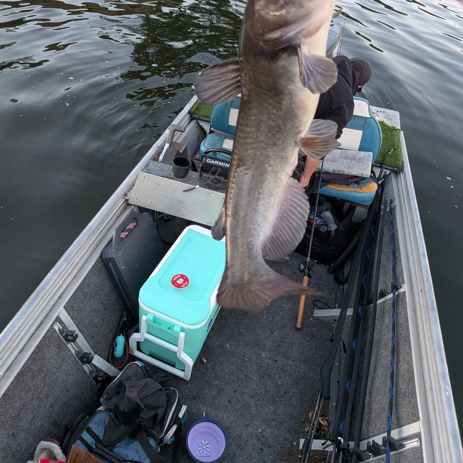 White bullhead caught on Fishbrain
