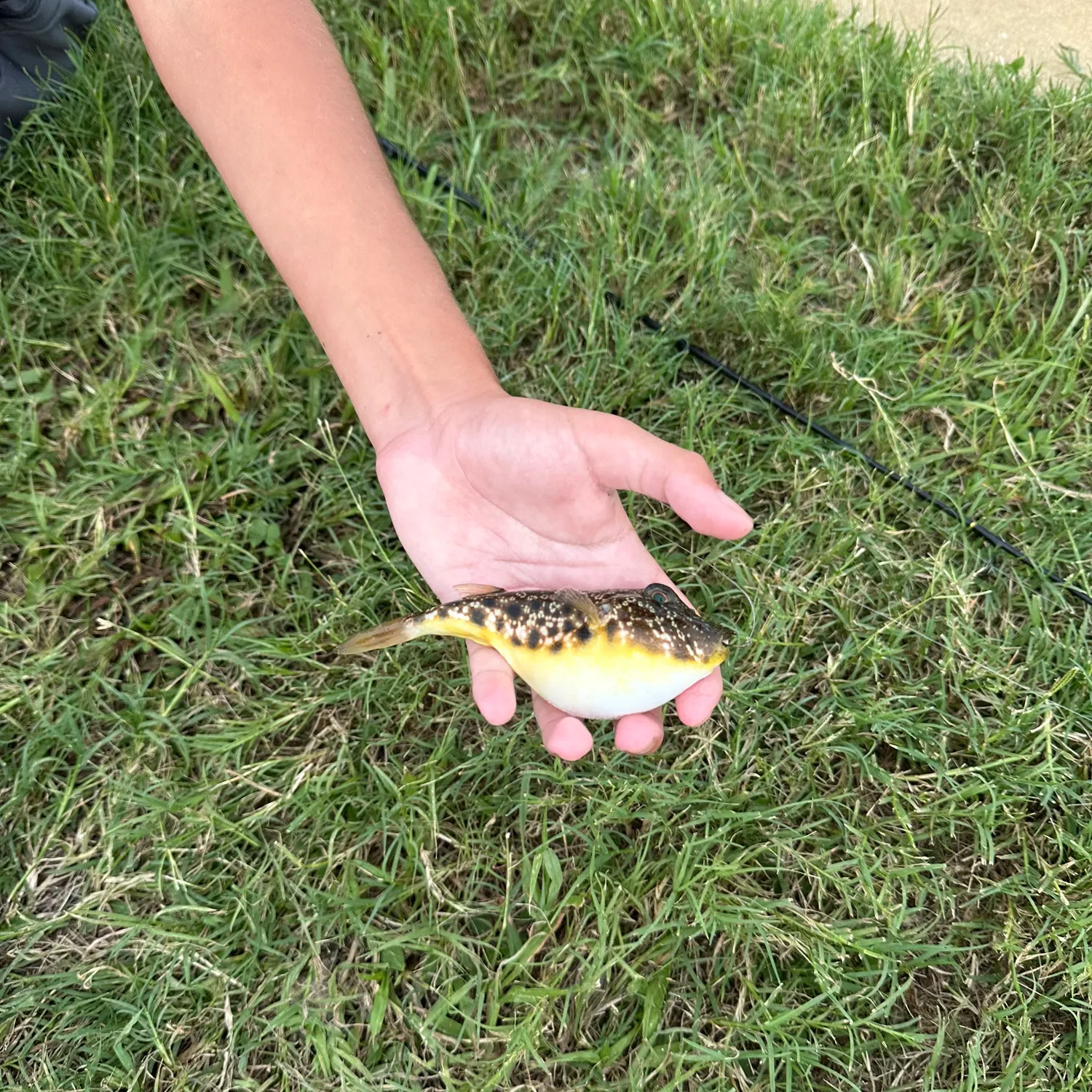 The most recent Southern puffer catches on Fishbrain